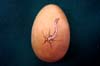 MouseEgg1Back
